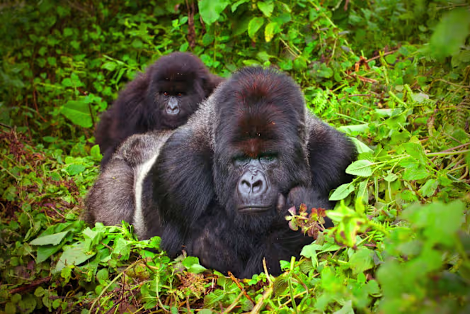 1-edit-mountain-gorillas-volanoes-national-park-rwanda-tours