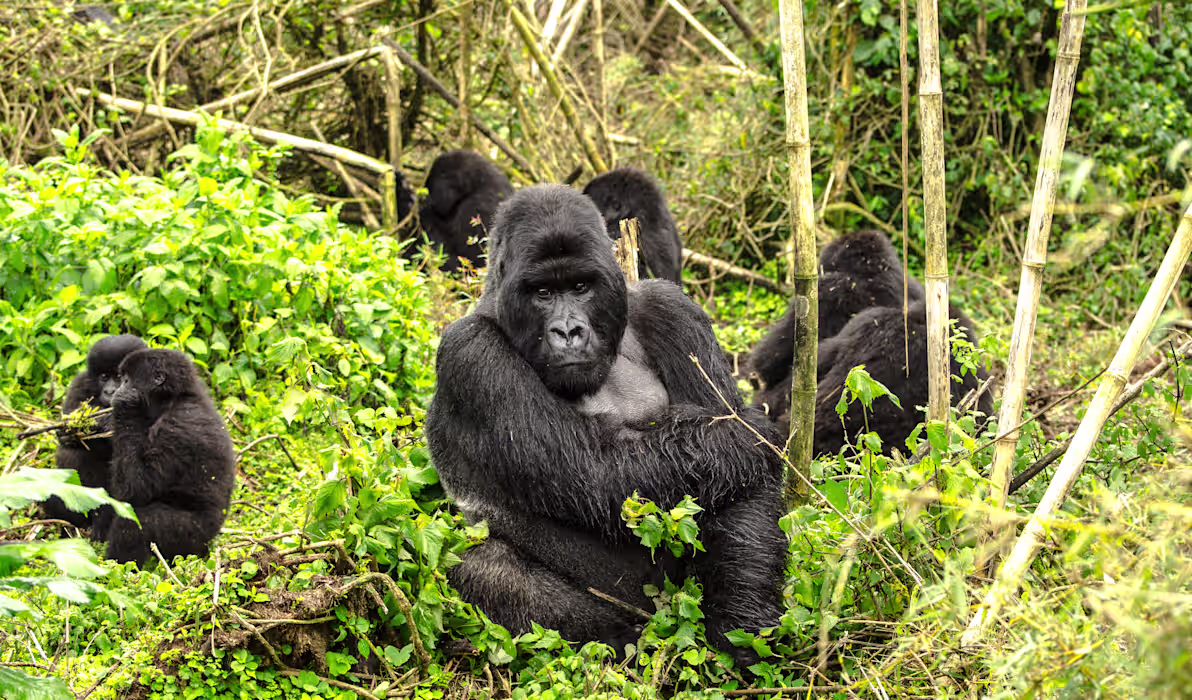 Uganda and Rwanda Gorilla Trekking