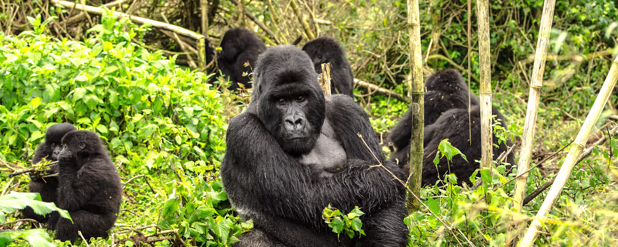 Rwanda Gorillas & Serengeti Safari