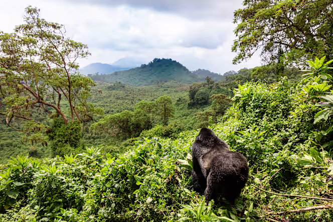 8-gorilla-volcanoes-national-park-rwanda-tours