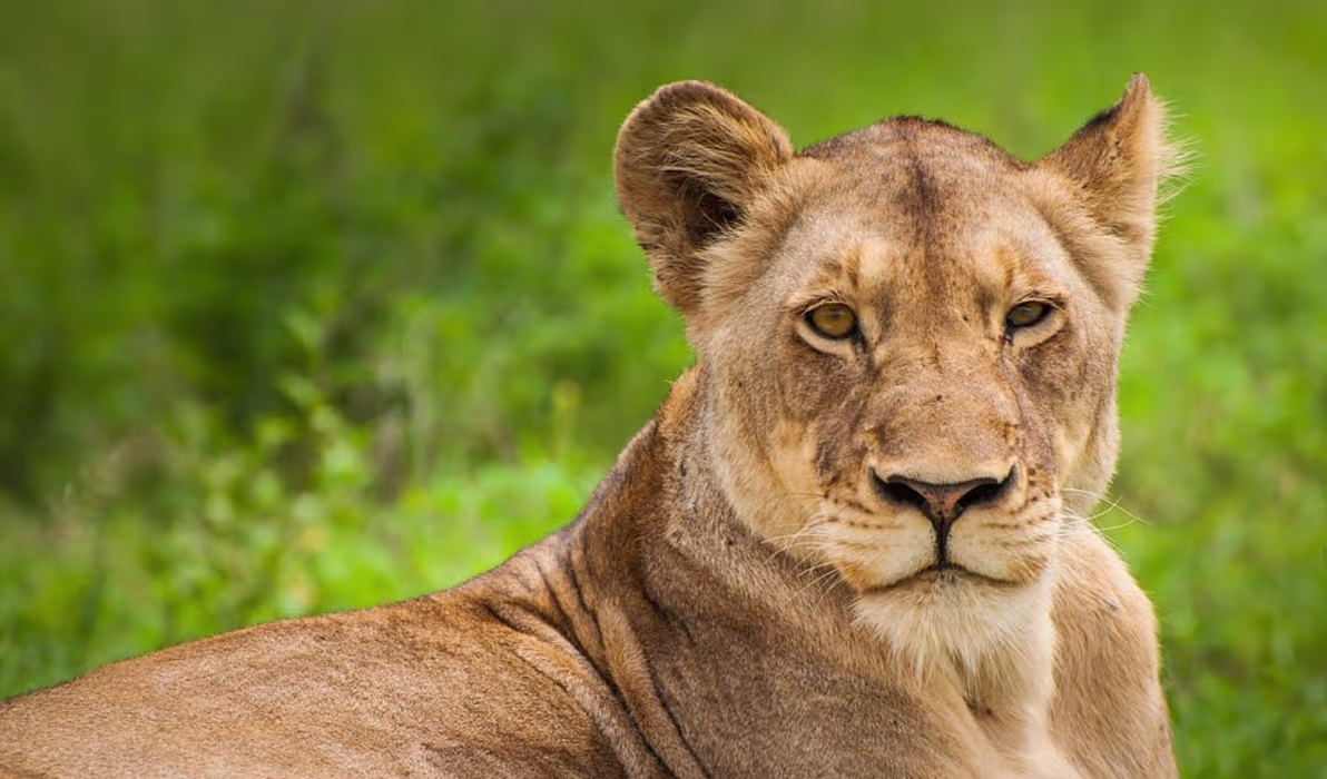 Uganda Gorillas and Game Tracker
