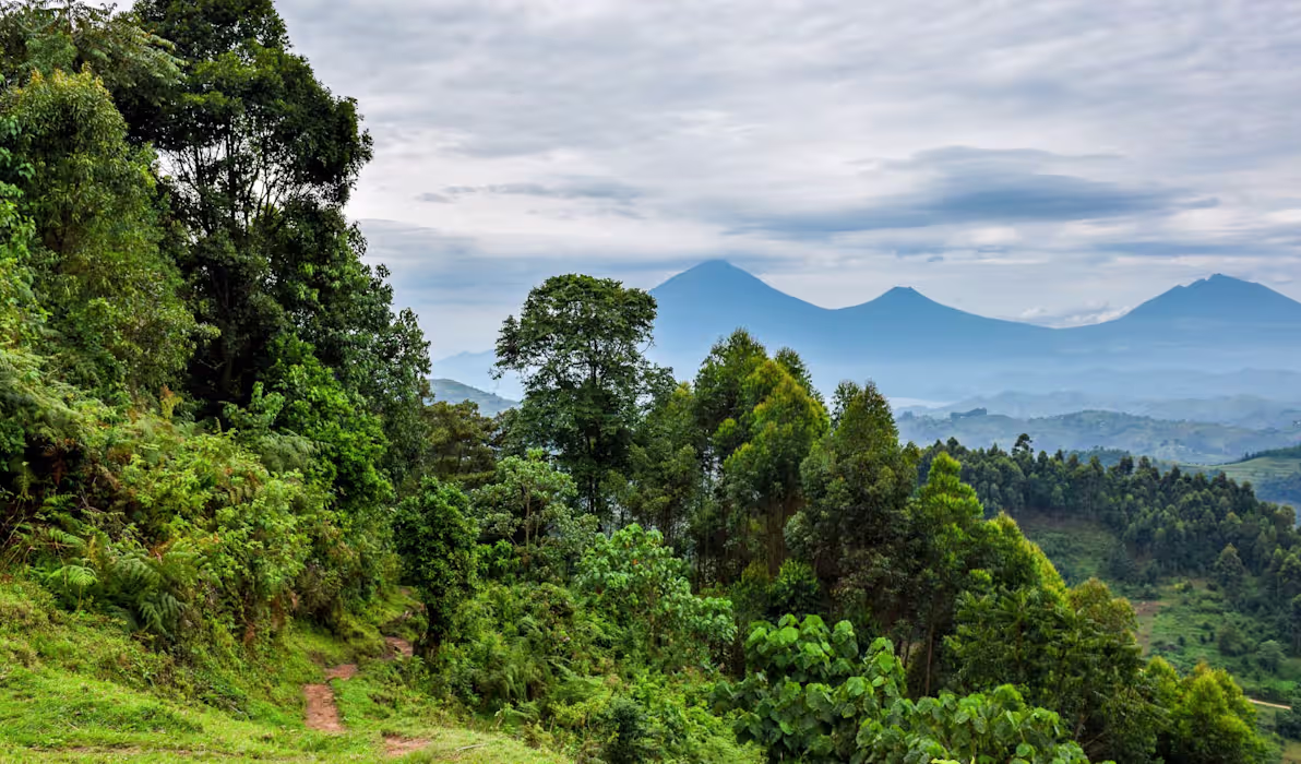 bwindi-landscape-bwindi-uganda-tours