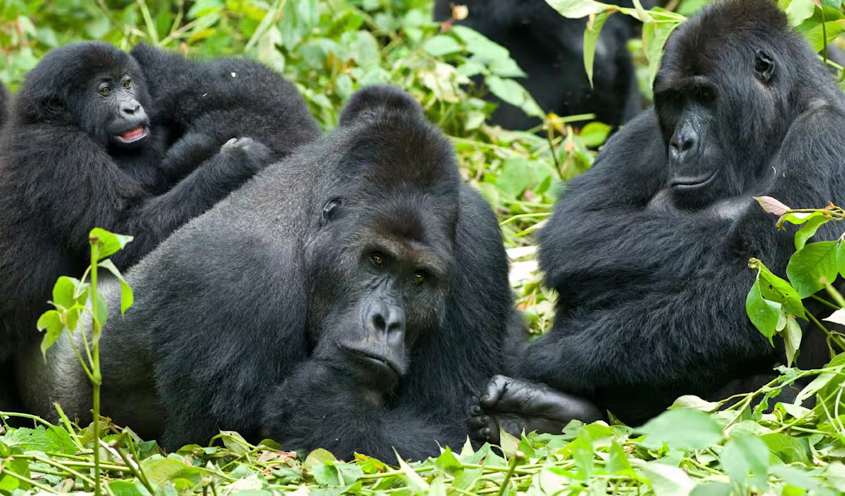 Gorillas & Big Five Quintessential Kenya & Uganda