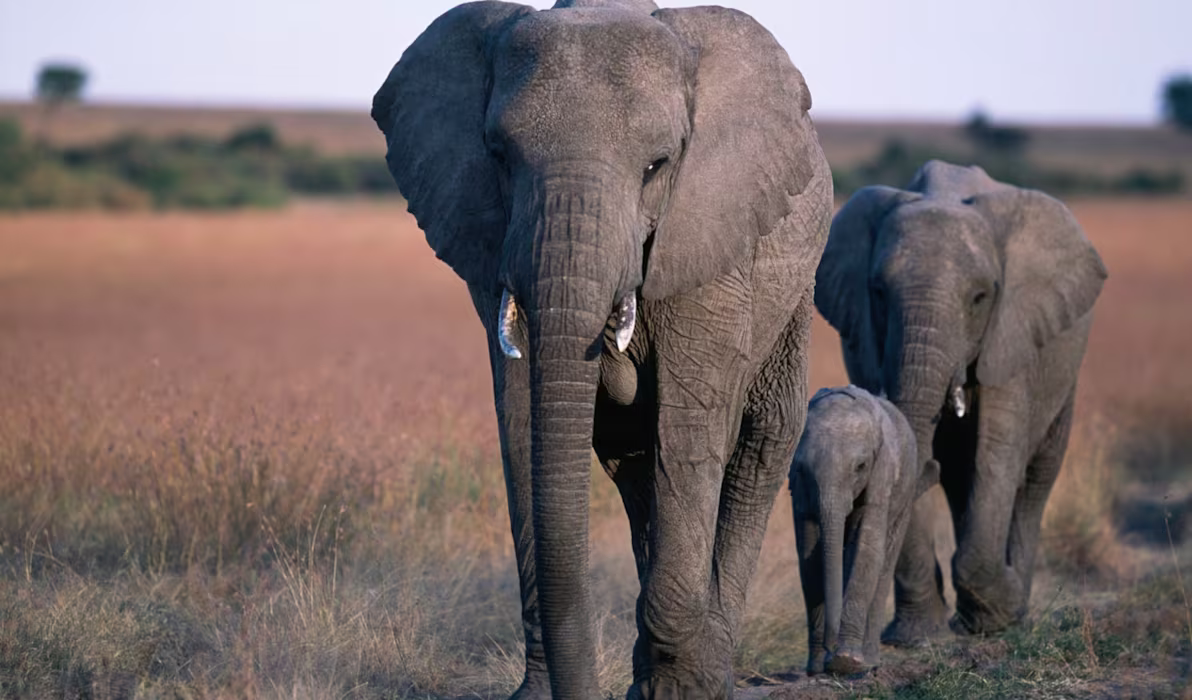 elephant-family-masai-mara-kenya-tours