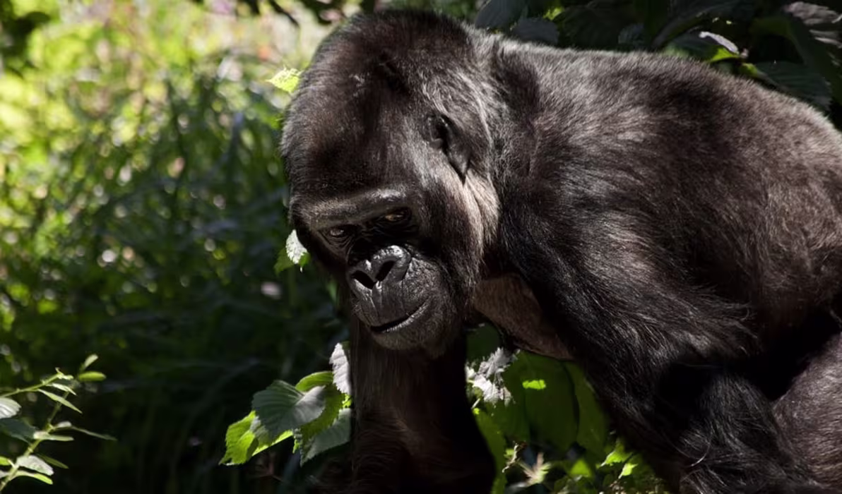 gorilla-841596_960_720