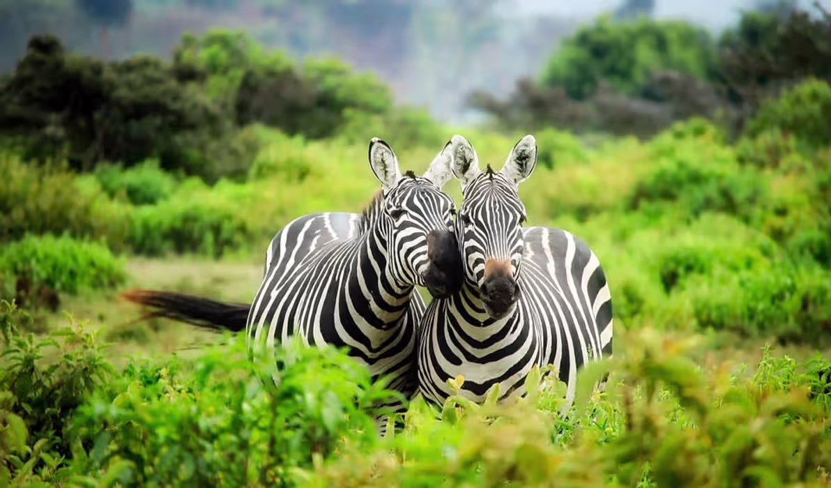 kenya-1883654_960_720