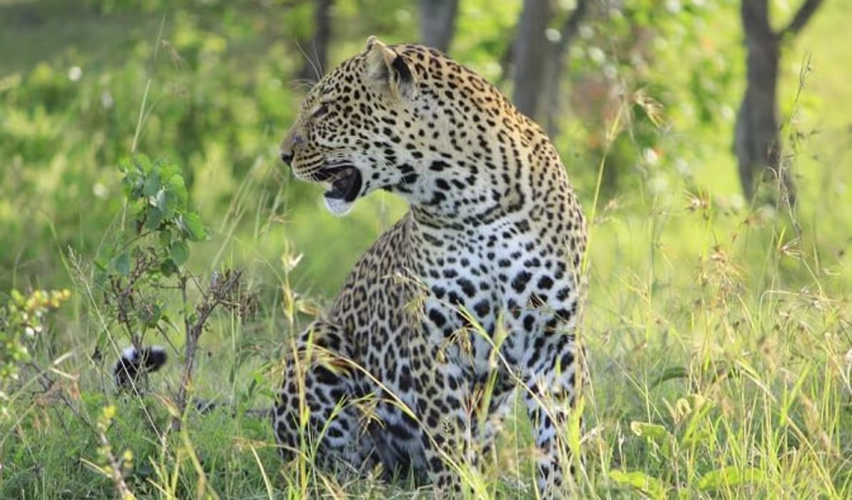 leopard-2741169_960_720