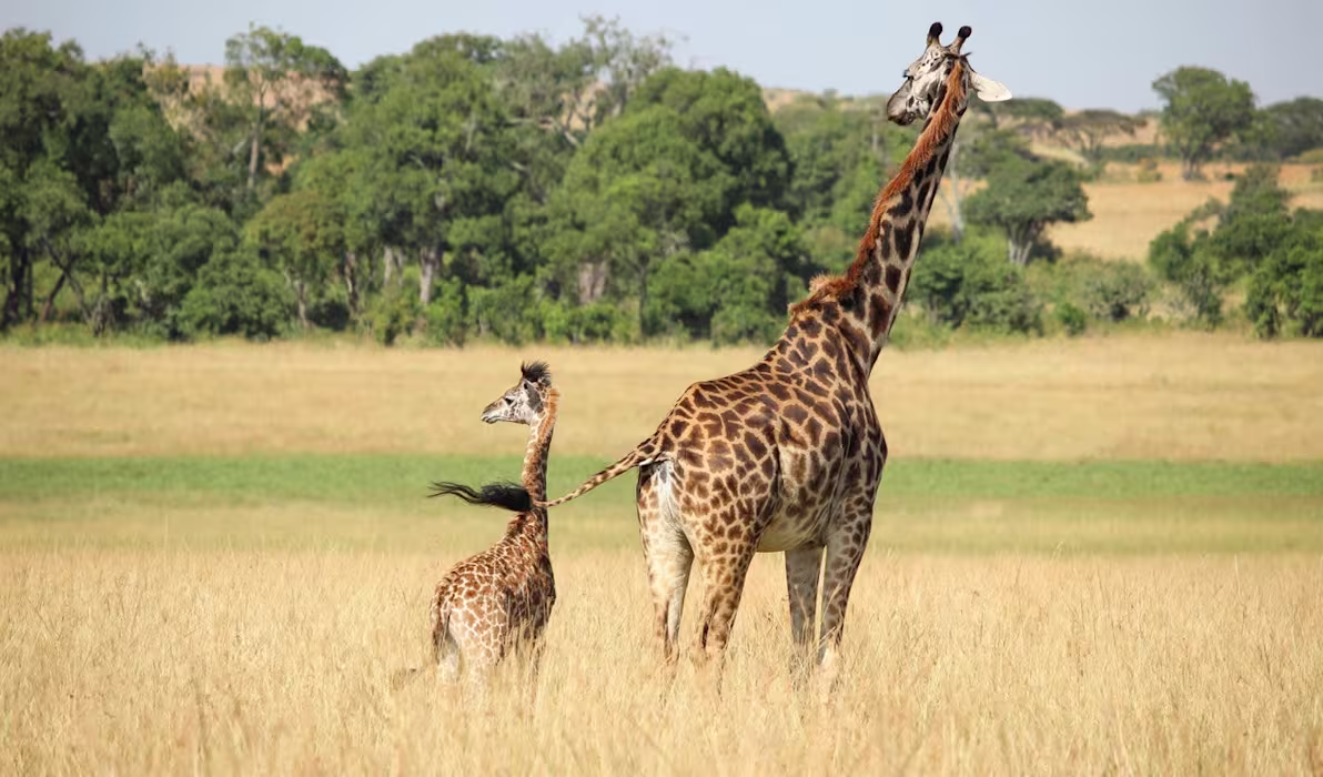 masai-mara-national-reserve--kenya_by_lisa-h