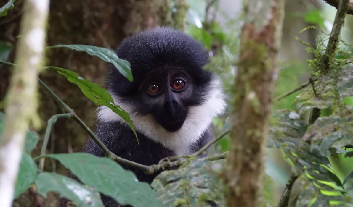 monkey-3177223_960_720