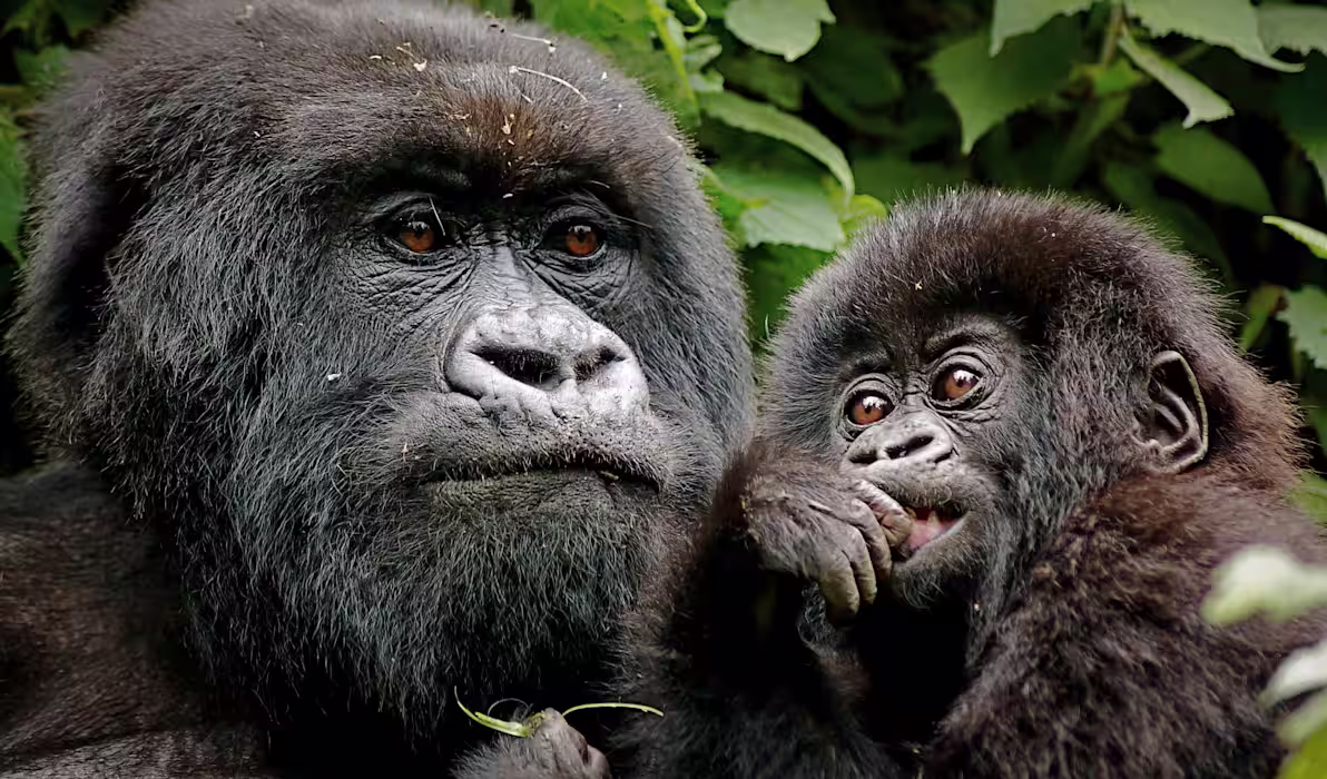 mountain-gorilla-family-bwindi-uganda-tours