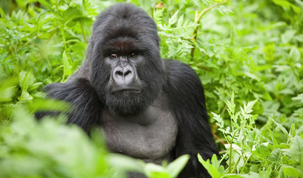 silverback-mountain-gorilla-volcanoes-national-park-rwanda-tours