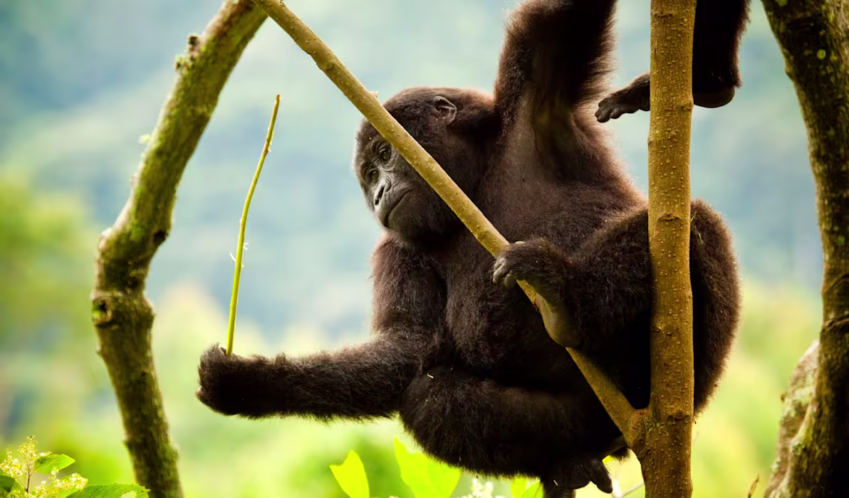 young-mountain-gorilla-uganda-tours